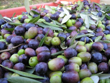 Fresh Ascolana Olives